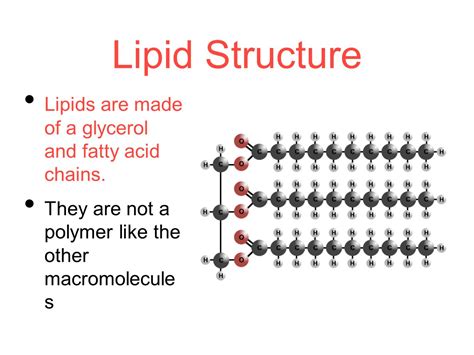 Which Macromolecule Is Not A Polymer