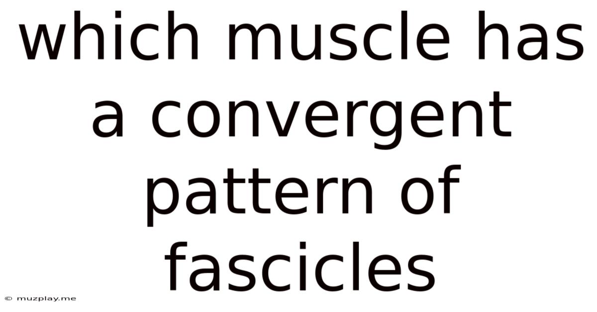 Which Muscle Has A Convergent Pattern Of Fascicles