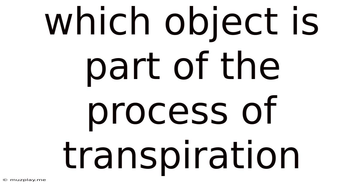 Which Object Is Part Of The Process Of Transpiration