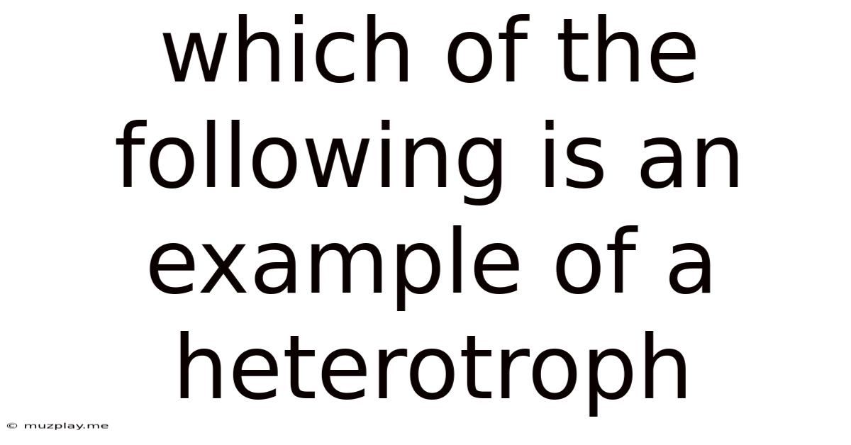 Which Of The Following Is An Example Of A Heterotroph