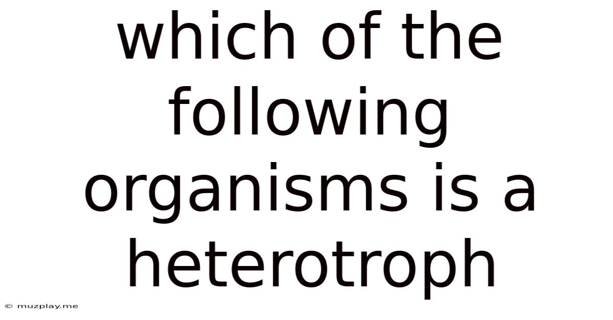 Which Of The Following Organisms Is A Heterotroph