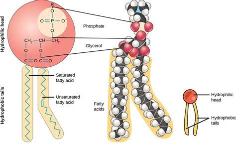 Which Of The Following Subunits Are Found In All Phospholipids