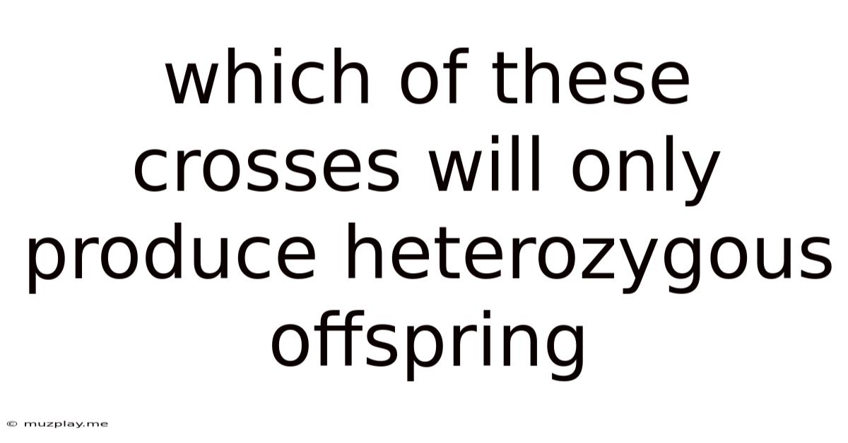 Which Of These Crosses Will Only Produce Heterozygous Offspring