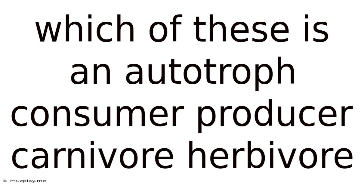 Which Of These Is An Autotroph Consumer Producer Carnivore Herbivore