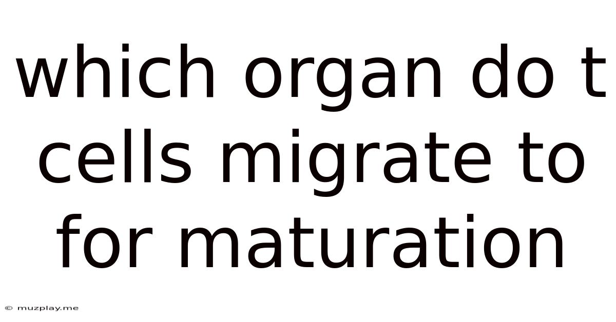 Which Organ Do T Cells Migrate To For Maturation