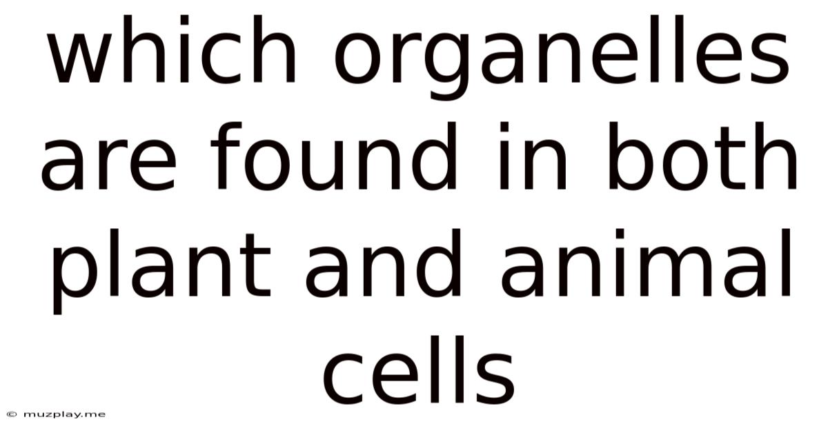 Which Organelles Are Found In Both Plant And Animal Cells