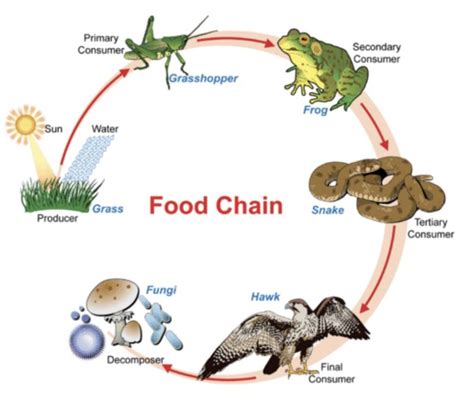 Which Organisms Pass Energy To The Secondary Consumers