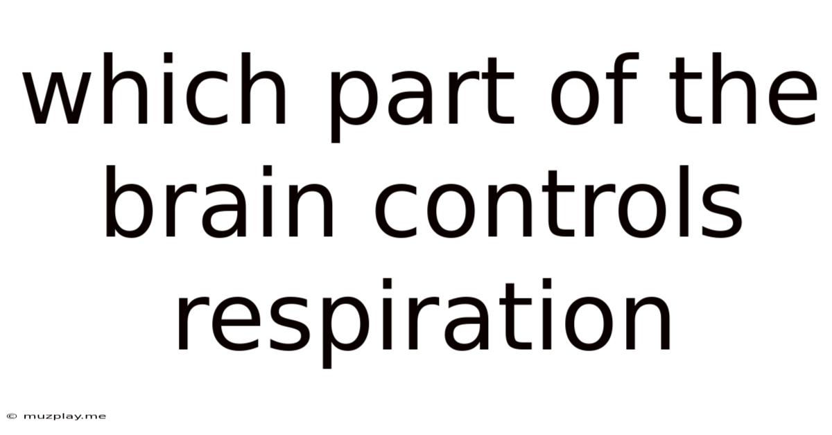 Which Part Of The Brain Controls Respiration