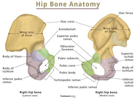 Which Part Of The Coxal Bone Articulates With The Sacrum