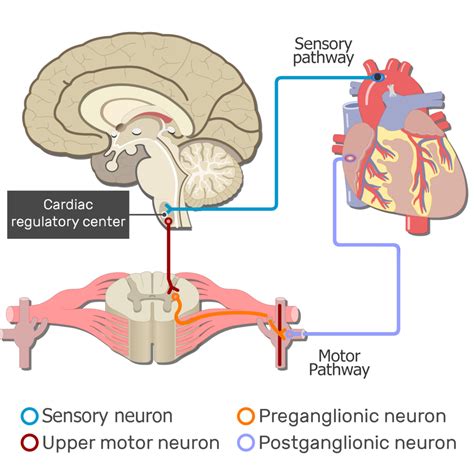 Which Pathway S Compose The Autonomic Nervous System