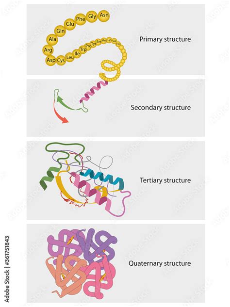 Which Polymer Is Composed Of Amino Acids