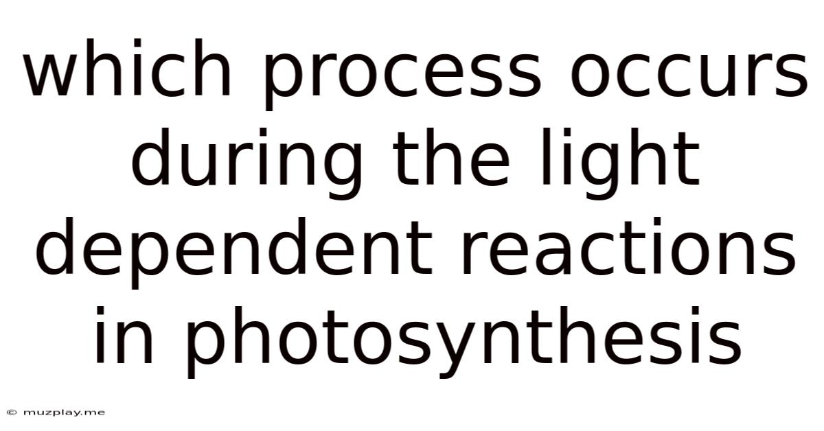 Which Process Occurs During The Light Dependent Reactions In Photosynthesis