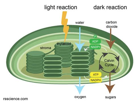 Which Process Takes Place In Chloroplasts