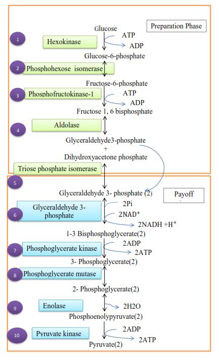 Which Reactions Of Glycolysis Consume Energy Under Standard State Conditions