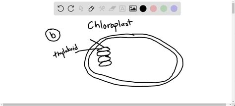 Which Statement About Thylakoids In Eukaryotes Is Not Correct