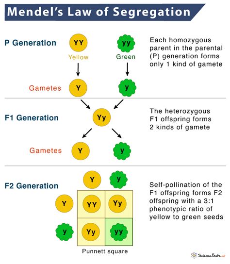 Which Statement Summarizes The Law Of Segregation