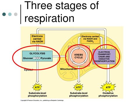 Which Step Of Cellular Respiration Produces The Most Atp