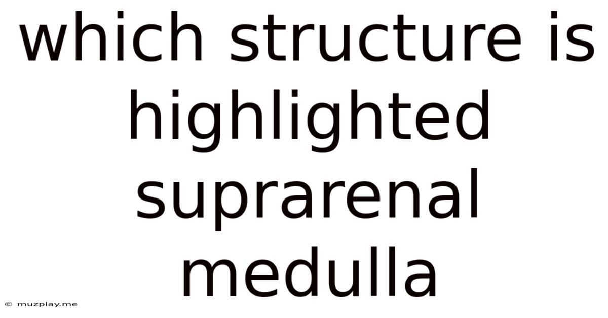 Which Structure Is Highlighted Suprarenal Medulla