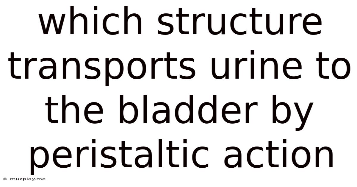 Which Structure Transports Urine To The Bladder By Peristaltic Action
