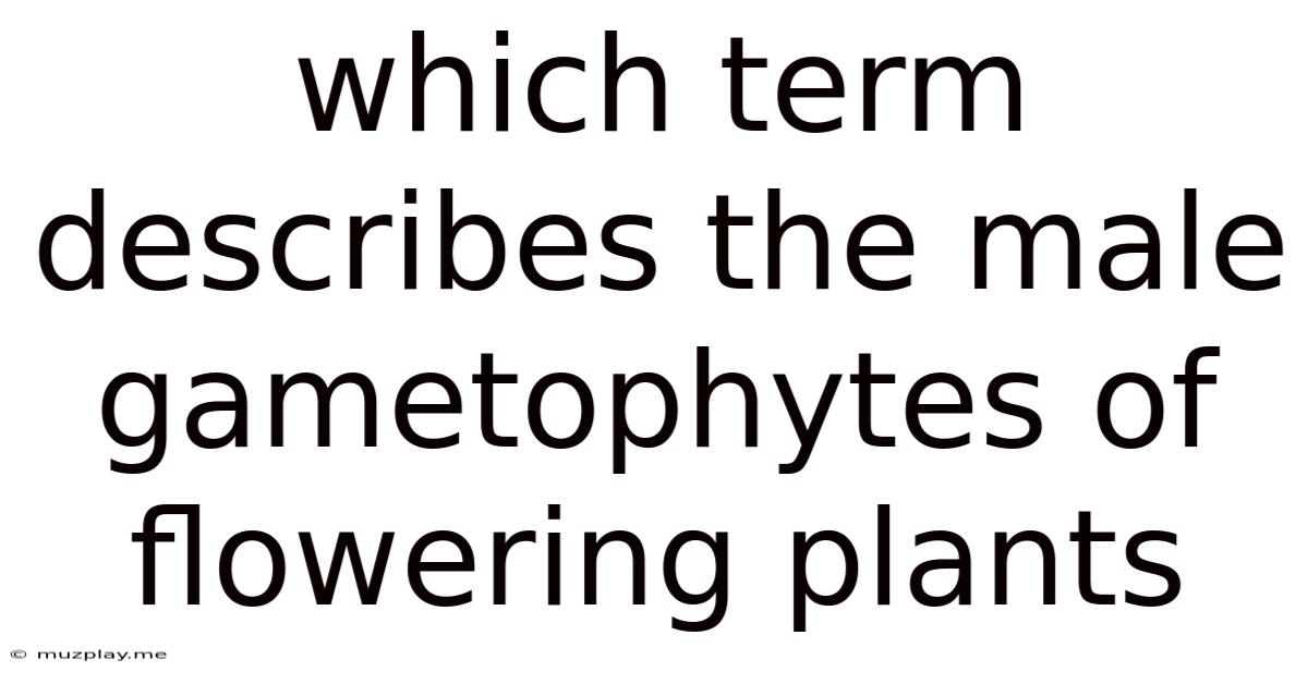 Which Term Describes The Male Gametophytes Of Flowering Plants
