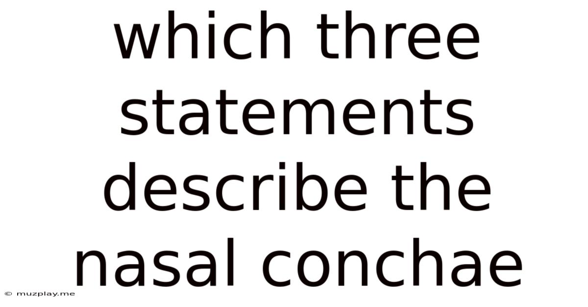 Which Three Statements Describe The Nasal Conchae