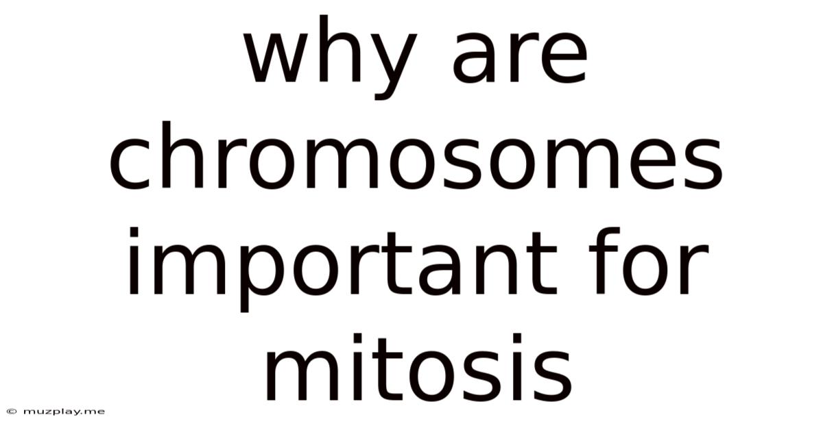 Why Are Chromosomes Important For Mitosis
