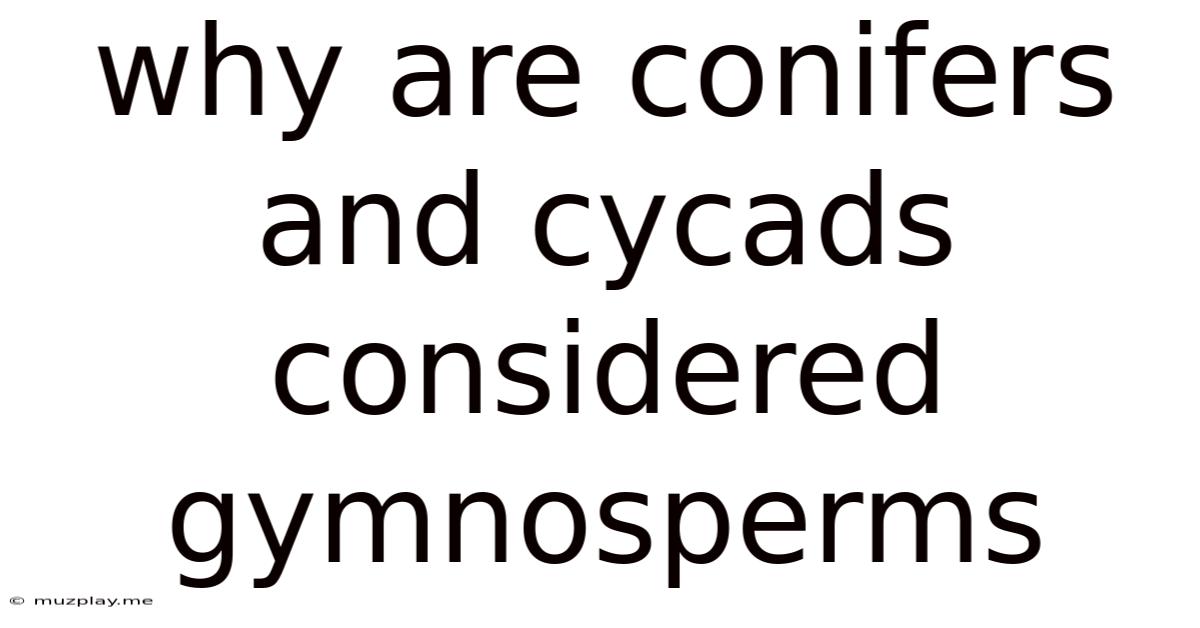Why Are Conifers And Cycads Considered Gymnosperms
