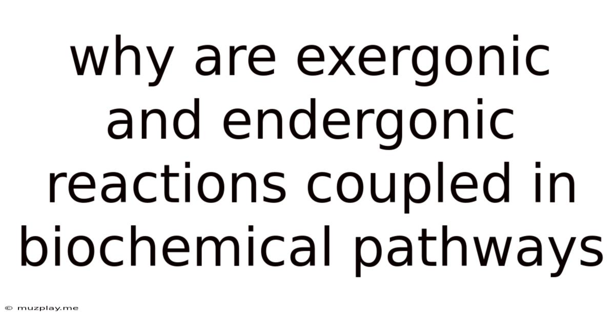 Why Are Exergonic And Endergonic Reactions Coupled In Biochemical Pathways
