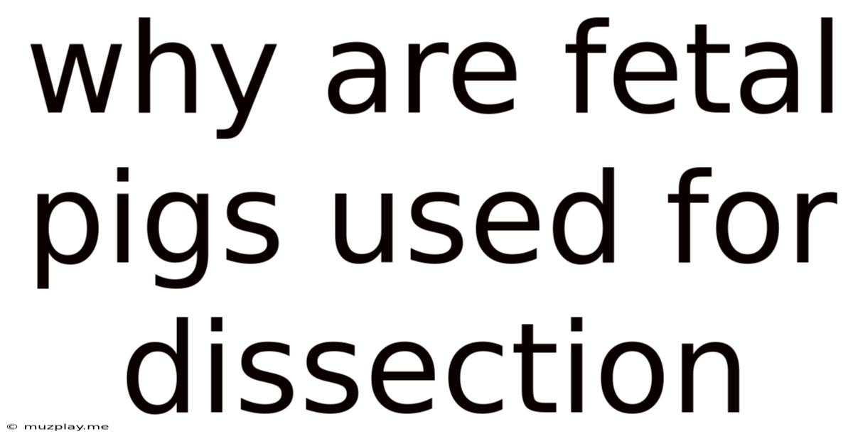 Why Are Fetal Pigs Used For Dissection