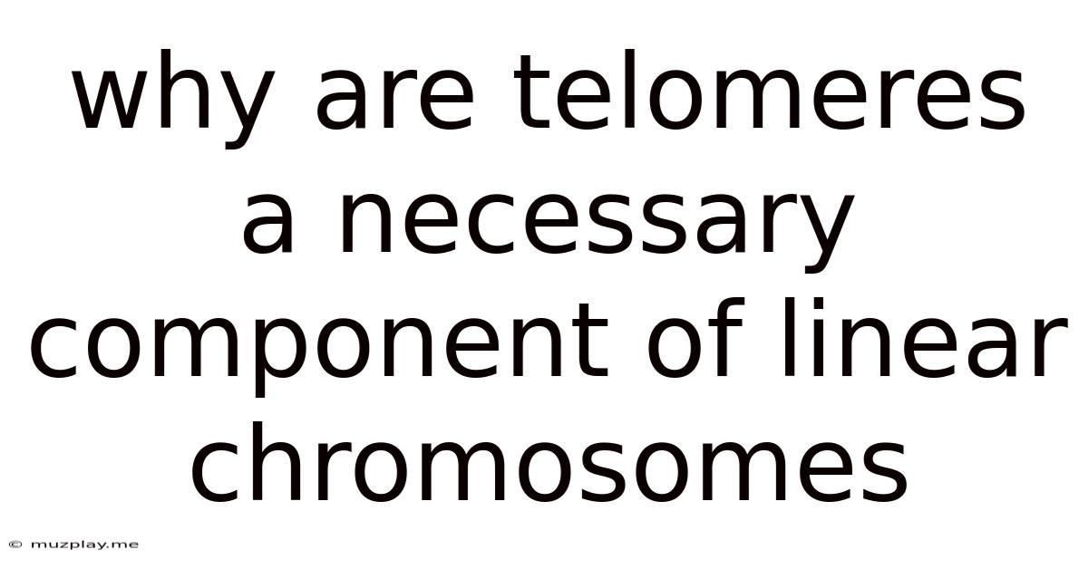 Why Are Telomeres A Necessary Component Of Linear Chromosomes