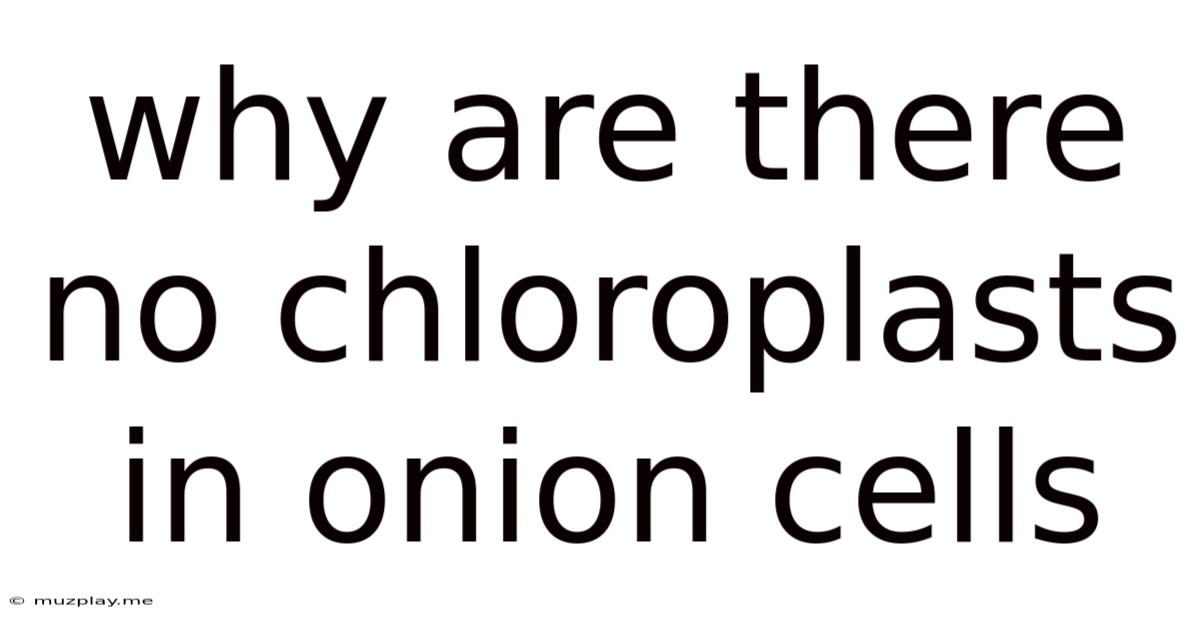 Why Are There No Chloroplasts In Onion Cells