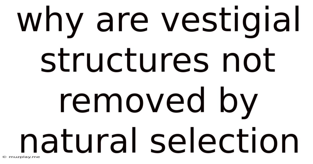 Why Are Vestigial Structures Not Removed By Natural Selection