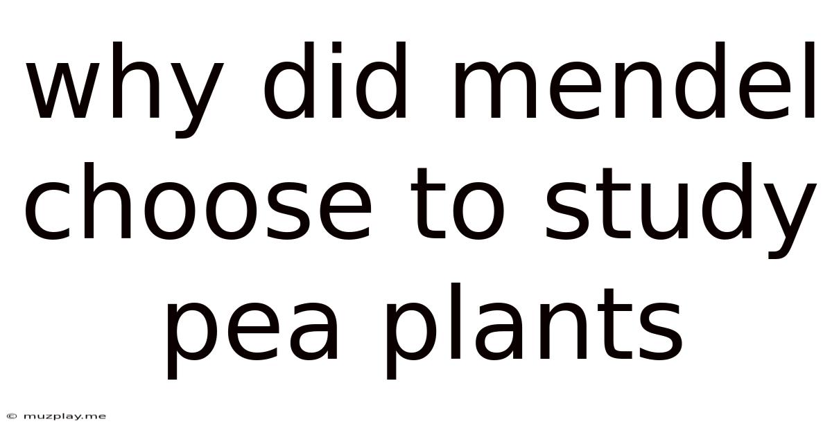 Why Did Mendel Choose To Study Pea Plants