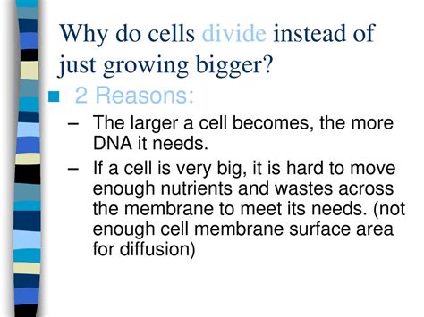 Why Do Cells Divide Instead Of Growing Larger