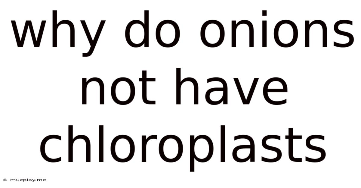 Why Do Onions Not Have Chloroplasts
