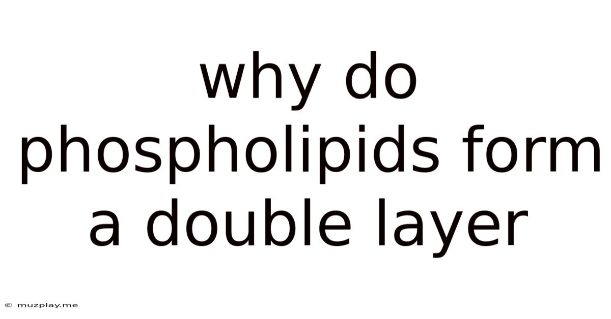 Why Do Phospholipids Form A Double Layer