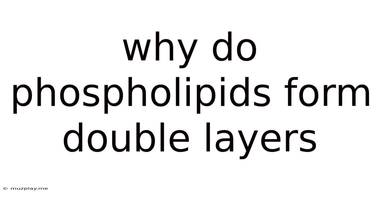 Why Do Phospholipids Form Double Layers
