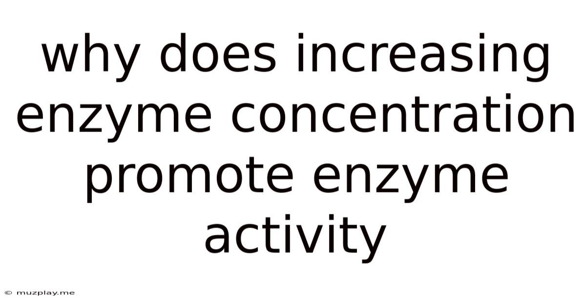 Why Does Increasing Enzyme Concentration Promote Enzyme Activity
