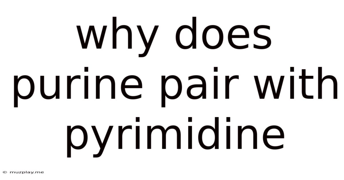 Why Does Purine Pair With Pyrimidine
