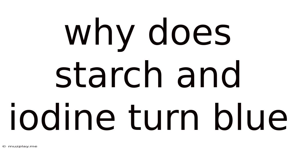 Why Does Starch And Iodine Turn Blue