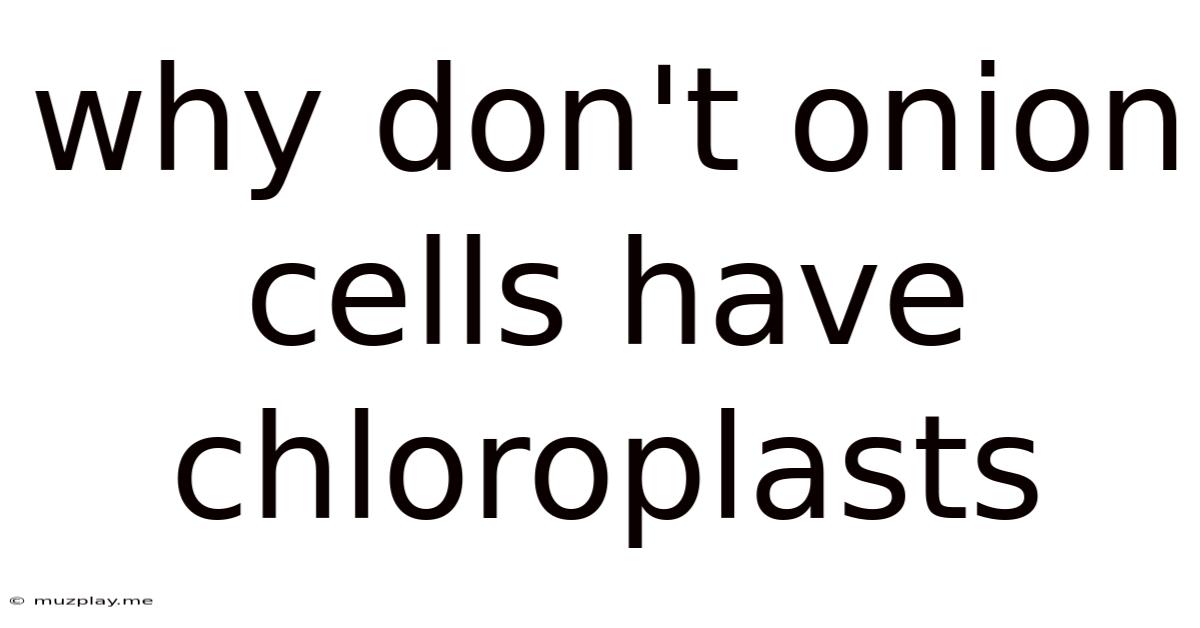 Why Don't Onion Cells Have Chloroplasts