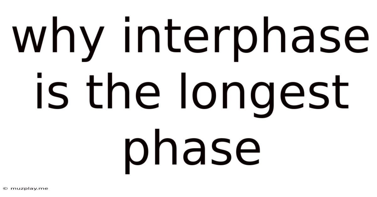 Why Interphase Is The Longest Phase