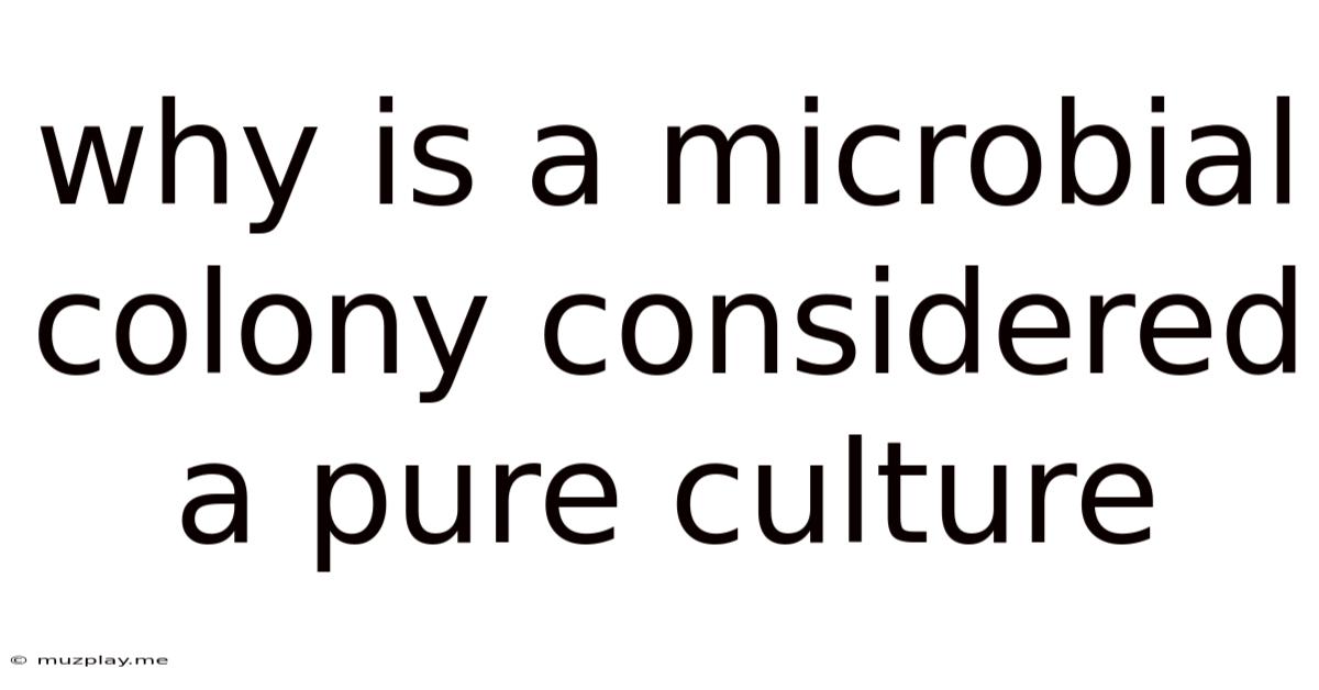 Why Is A Microbial Colony Considered A Pure Culture