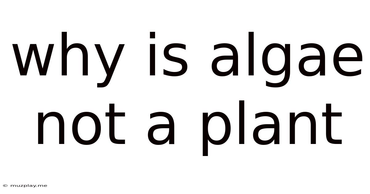 Why Is Algae Not A Plant