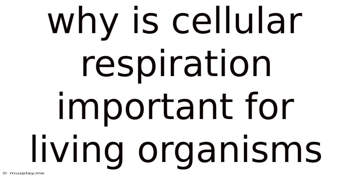 Why Is Cellular Respiration Important For Living Organisms