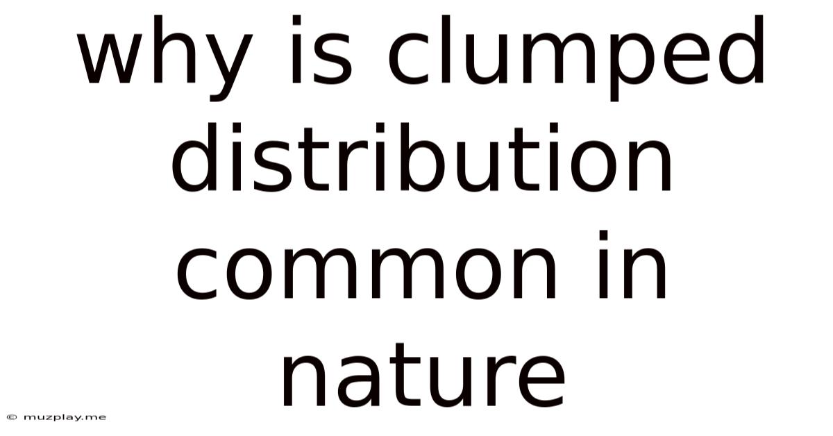 Why Is Clumped Distribution Common In Nature