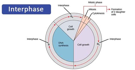 Why Is Interphase The Longest Phase