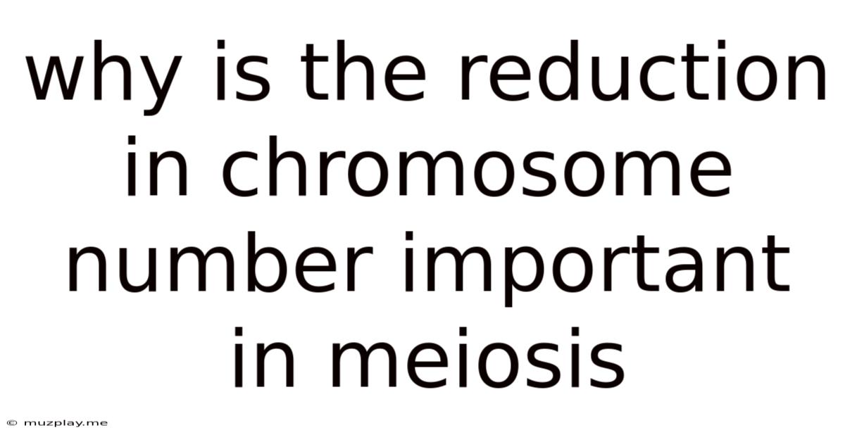 Why Is The Reduction In Chromosome Number Important In Meiosis