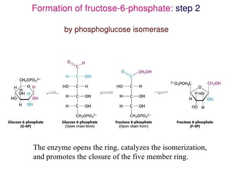 Why Must The Glucoisomerase Be Opened Before Phosphorylation