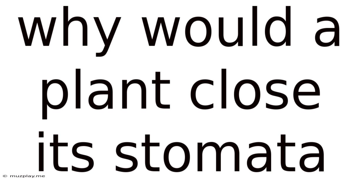 Why Would A Plant Close Its Stomata